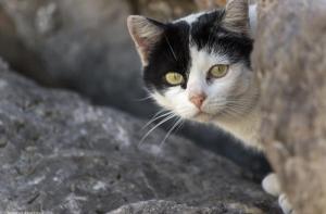 Detengamos el exterminio de los gatos de La Tallada d’Empordà