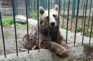 Los osos de Arties ya estn de camino hacia un santuario de Hungra