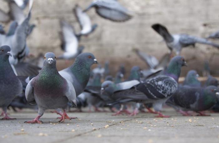 Un estudio demuestra que las palomas son capaces de reconocer entre 26 y 58 palabras