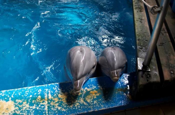 Nocturnidad y alevosa del Ayuntamiento de Barcelona en el traslado de los dos delfines a Valencia