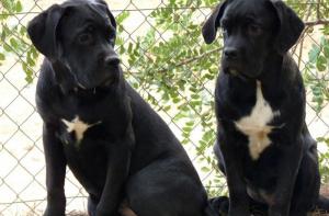 Reubicados 7 cachorros de cane corso procedentes de un criador ilegal