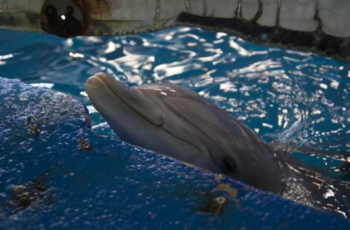 Barcelona podra adquirir la propiedad de nuevas cras de delfn
