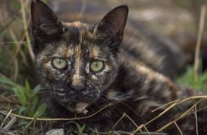 Riba-Roja d'Ebre ordena a una empresa de control de plagas la captura de sus gatos ferales