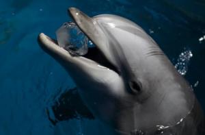 Diciembre 2016: fecha lmite para decidir el destino de los delfines de Barcelona 