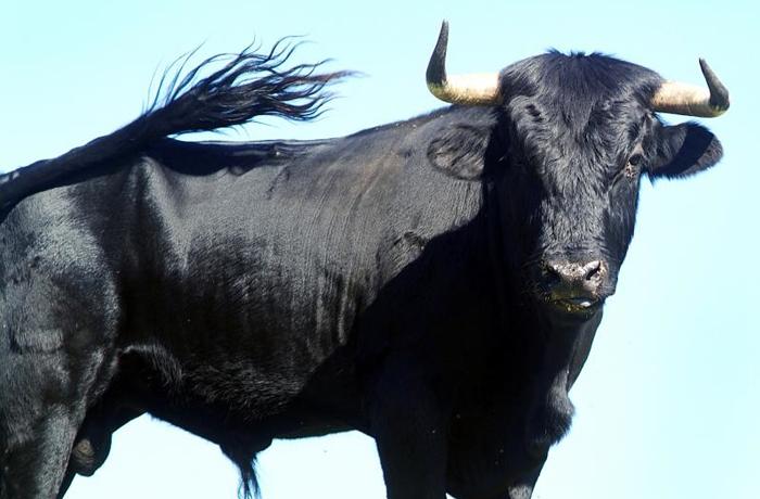 Barcelona afianza su compromiso en la prohibicin de las corridas de toros