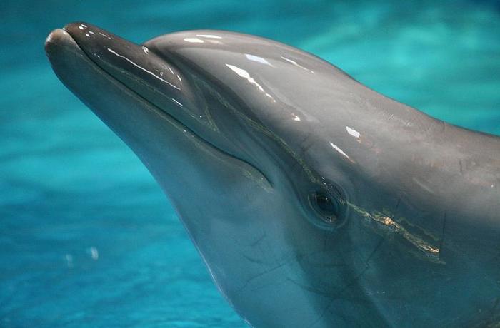 Un santuario para los delfines de Barcelona: la mejor opcin segn mltiples expertos