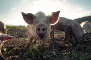 La subida del pienso amenaza a 1.000 granjas de porcino