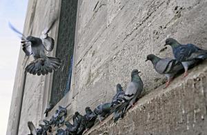 Barcelona inicia el control tico de palomas