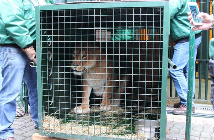 FAADA consigue trasladar 47 animales del Zoo de Peña Escrita