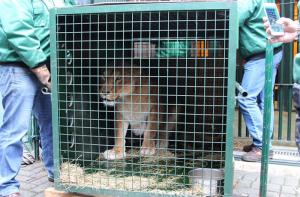 FAADA consigue trasladar 47 animales del Zoo de Pea Escrita