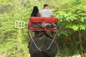 222 bloggers de viajes se unen contra el maltrato animal en el turismo