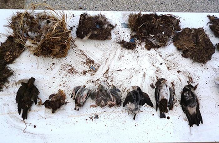 Sancionada una empresa de pinturas con 3.237 por destruir nidos de avin comn y provocar la muerte de 10 polluelos