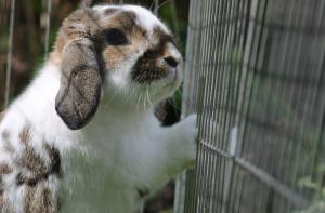 El 9 de febrero únete a las jornadas de lucha contra la experimentación animal