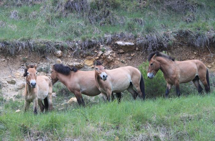 Llegan a la Reserva Natural de Boumort 4 caballos Przewalski del Zoo de Almuecar