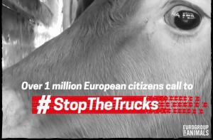 Ms de 1 milln de ciudadanos europeos piden poner fin al transporte de animales de larga distancia