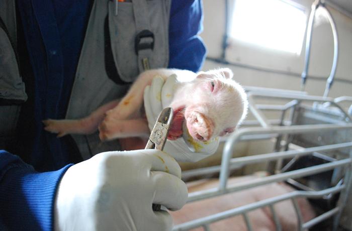 Firma para acabar con la cruel mutilacin de los lechones en Europa