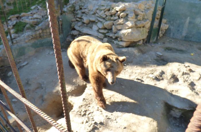 FAADA alerta de la posible muerte de los animales que quedan en el zoo de Pea Escrita