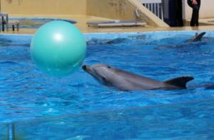Nuestra investigación de los delfinarios de España en el X Congreso de la Sociedad Española de Cetáceos
