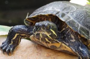 Gestionamos nuevos casos de tortugas abandonadas en Barcelona