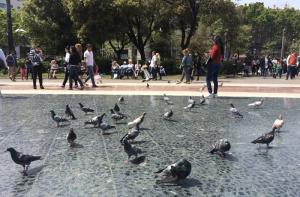 Decepcin por el exterminio de 950 palomas capturadas en Plaa Catalunya