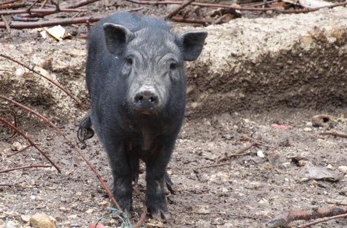 Los cerdos vietnamitas de Cunit ya están esterilizados y buscan hogar