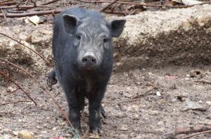 Los cerdos vietnamitas de Cunit ya estn esterilizados y buscan hogar