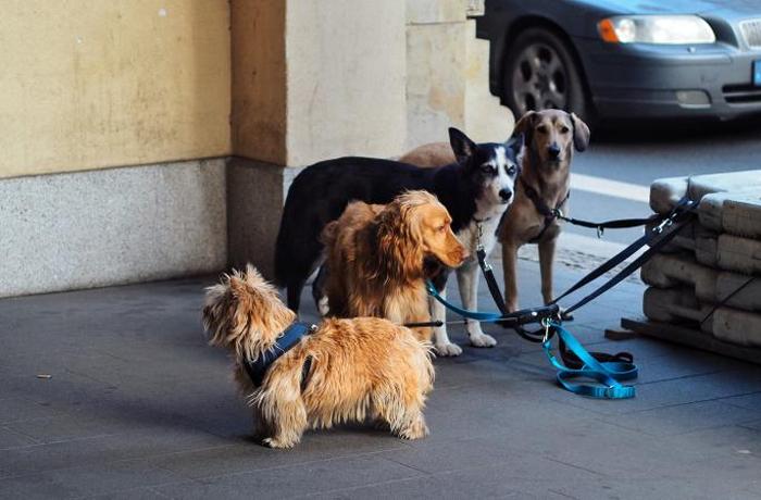 8 razones para no dejar a tu perro sin vigilancia en la calle