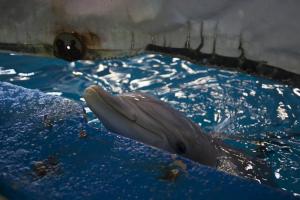 Nuestras opciones de santuarios para los delfines de Barcelona