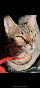  LOLA, una preciositat que s'ha quedat Orfe, els gats poden viure fin 23 anys 