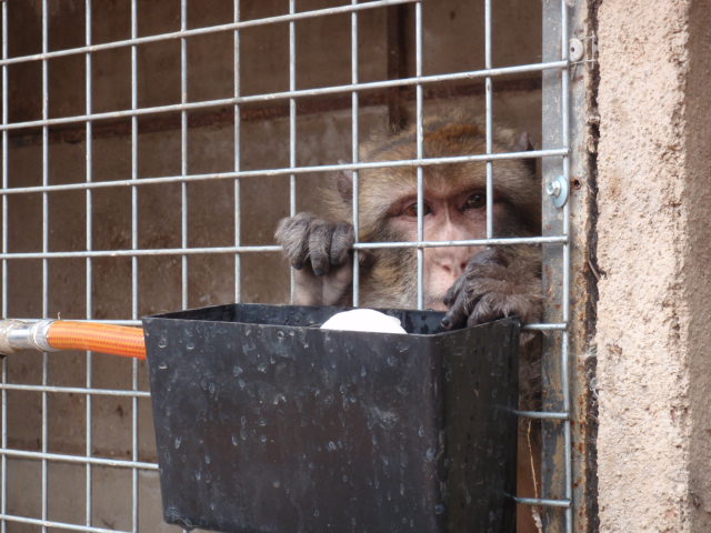 Lola viva en una jaula antes de ser rescatda 